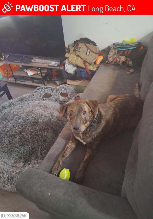 Lost Female Dog last seen Near South Wrigley, Long Beach, CA 90806, Long Beach, CA 90806