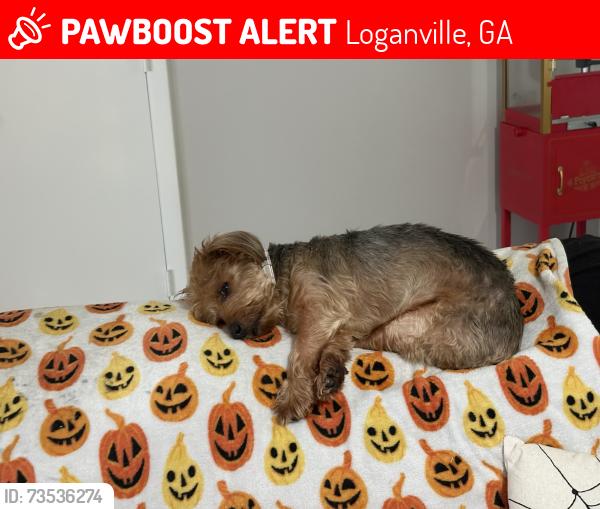 Lost Male Dog last seen Temple Johnson, rosebud rd,Stephen’s rd, Loganville, GA 30052