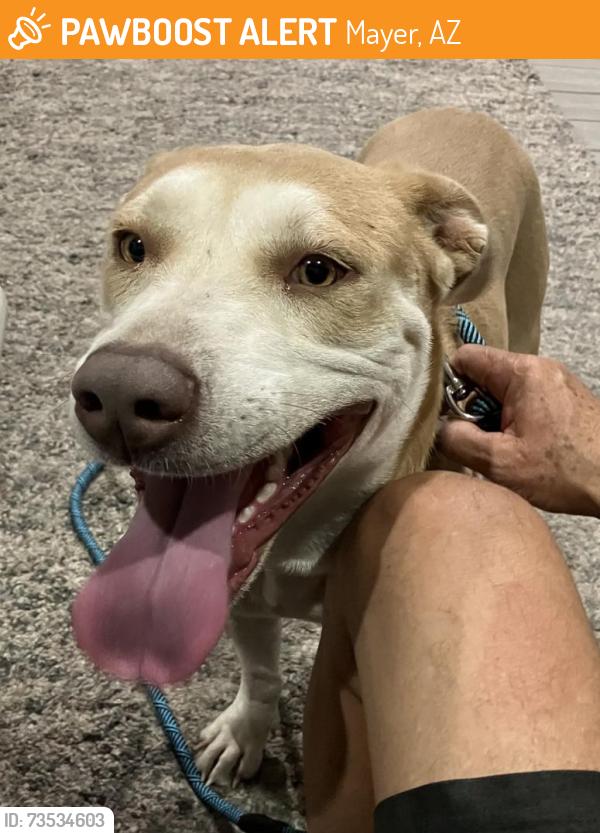 Found/Stray Female Dog last seen HorseThief Recreation Area, Mayer, AZ 86333