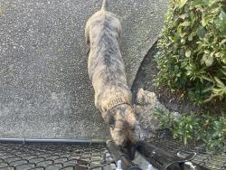 Reunited Female Dog last seen Near Castlewood Dr, Augusta, GA 30904, USA, Augusta, GA 30904