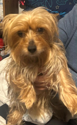 Lost Female Dog last seen Luisiana y Zuni, Maringouin, LA 70757