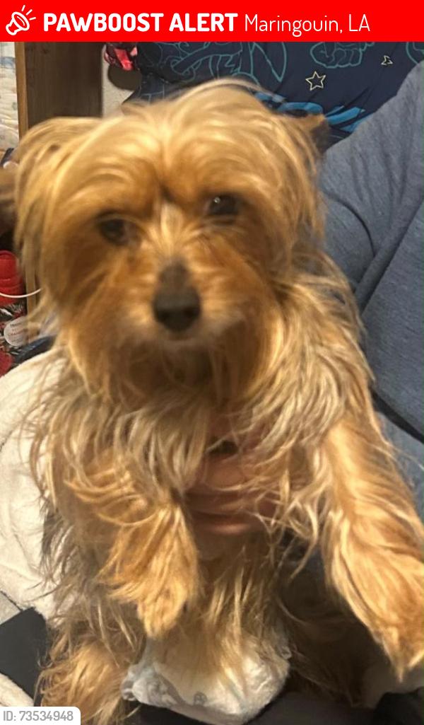 Lost Female Dog last seen Luisiana y Zuni, Maringouin, LA 70757