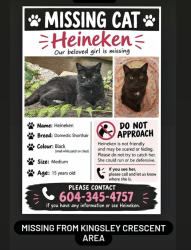 Lost Female Cat last seen Kingsley Crescent,Richmond, BC, Richmond, BC V7A 4T1
