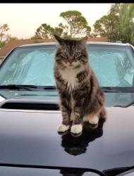Reunited Male Cat last seen All Creatures Animal hosp, Stuart, FL 34997