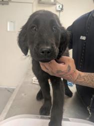 Shelter Stray Male Dog last seen Gas Station in El Cerro, El Cerro Mission,, 1209 NM-314, Los Lunas, NM 87031, USA