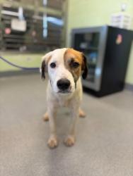 Shelter Stray Female Dog last seen Near W Loop 281, Longview, City of, TX, 303 H G Mosley Pkwy, Longview, TX 75604, USA