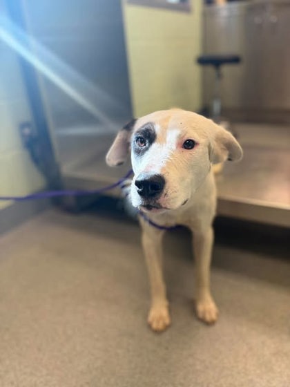 Shelter Stray Female Dog last seen Near W Loop 281, Longview, City of, TX, 303 H G Mosley Pkwy, Longview, TX 75604, USA