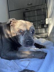 Shelter Stray Female Dog last seen Near GWENDOLINE DR, Atlanta, GA, 1251 Fulton Industrial Blvd NW, Atlanta, GA 30336, USA