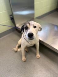 Shelter Stray Female Dog last seen Near W Loop 281, Longview, City of, TX, 303 H G Mosley Pkwy, Longview, TX 75604, USA