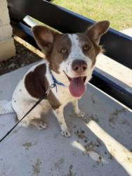 Shelter Stray Female Dog last seen Near Block CR 282, Williamson County, TX, 1855 SE Inner Loop, Georgetown, TX 78626, USA