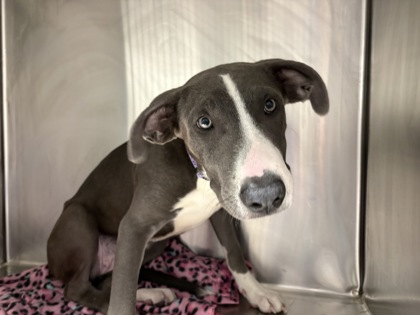 Shelter Stray Female Dog last seen Near n georgetown st, City of Round Rock, TX, 1855 SE Inner Loop, Georgetown, TX 78626, USA