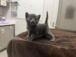 Shelter Stray Male Cat last seen Gladstone Blvd & Independence Blvd, 64124, 64124, MO, 7077 Elmwood Ave, Kansas City, MO 64132, USA
