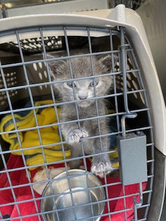 Shelter Stray Female Cat last seen Near S Oak St, Roanoke, TX, 330 Rufe Snow Dr, Keller, TX 76248, USA
