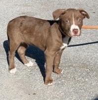 Shelter Stray Male Dog last seen Near Eighth Street, Other County,, 1639 Old Airport Rd, New Bern, NC 28562, USA