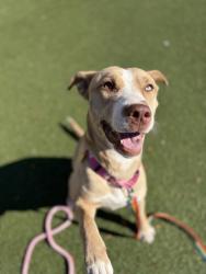 Shelter Stray Female Dog last seen Near woodbridge, 2nd District, OH, 9203 Detroit Ave, Cleveland, OH 44102, USA