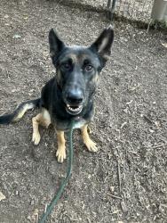 Shelter Stray Female Dog last seen Near W Nancy Creek Drive Atlanta, 30341, 30341, GA, 3280 Chamblee Dunwoody Rd, Chamblee, GA 30341, USA