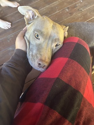 Shelter Stray Female Dog last seen Near Manhattan Dr Decatur GA 30034, 30034, GA, 3280 Chamblee Dunwoody Rd, Chamblee, GA 30341, USA