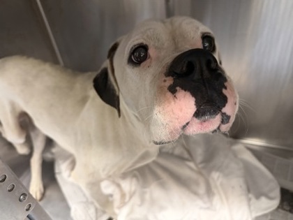 Shelter Stray Male Dog last seen Near TURNER HILL ROAD, 30038, GA, 3280 Chamblee Dunwoody Rd, Chamblee, GA 30341, USA