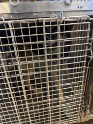 Shelter Stray Male Dog last seen Wesley Chapel Rd, 30034, GA, 3280 Chamblee Dunwoody Rd, Chamblee, GA 30341, USA
