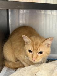 Shelter Stray Female Cat last seen Near Wood bend Drive 1473 Stone Mountain, 30083, 30083, GA, 3280 Chamblee Dunwoody Rd, Chamblee, GA 30341, USA