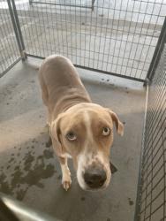 Shelter Stray Female Dog last seen Near WATSON, 70791, LA, 2550 Gourrier Ave, Baton Rouge, LA 70820, USA