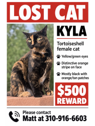 Lost Female Cat last seen Cave Creek & Beardsley, Phoenix, AZ 85024