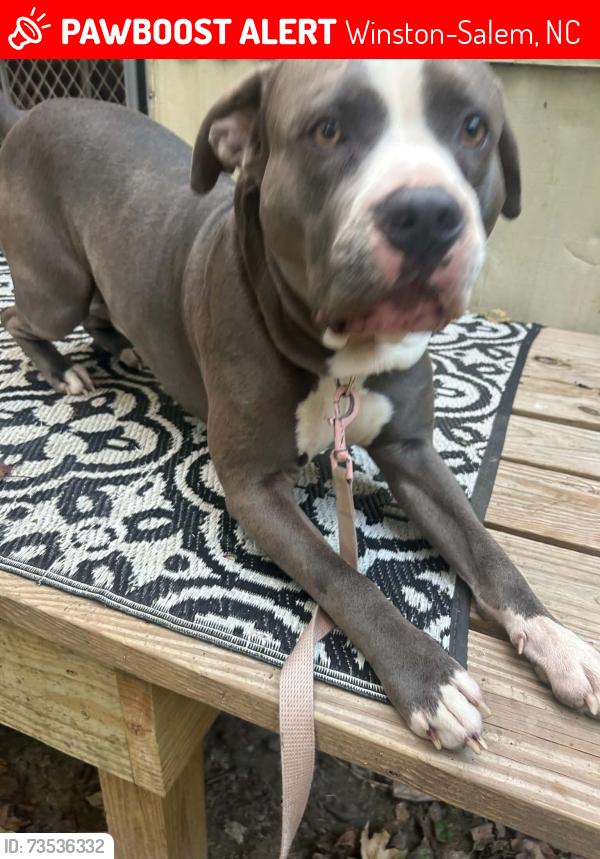 Lost Male Dog last seen Ebert and Clemmonsville Roads, Winston-Salem, NC 27127