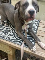 Lost Male Dog last seen Ebert and Clemmonsville Roads, Winston-Salem, NC 27127