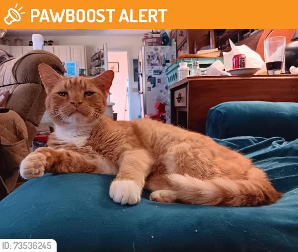 Found/Stray Male Cat last seen A sign off of Willow Bend Rd reading Longview Acres, Chester Township, OH 45177