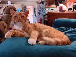 Found/Stray Male Cat last seen A sign off of Willow Bend Rd reading Longview Acres, Chester Township, OH 45177