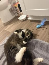 Found/Stray Female Cat last seen Star bluff rd, Longs, SC 29568