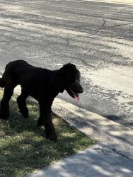 Found/Stray Unknown Dog last seen Champions pass, Converse, TX 78109