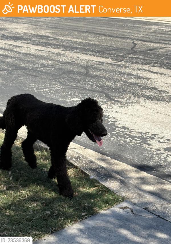 Found/Stray Unknown Dog last seen Champions pass, Converse, TX 78109