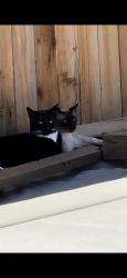 Lost Male Cat last seen Independence, Lincoln, CA 95648