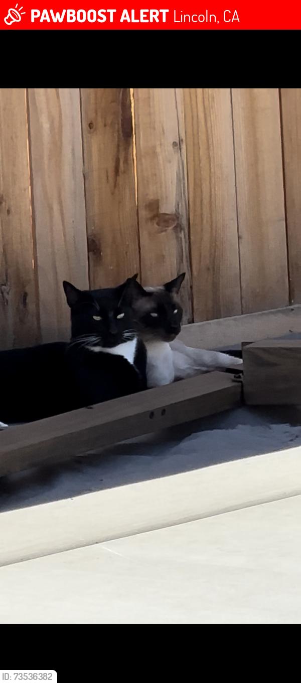 Lost Male Cat last seen Independence, Lincoln, CA 95648