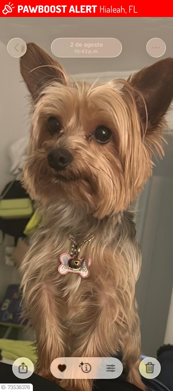 Lost Male Dog last seen Near w 45 st, Hialeah, FL 33013