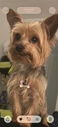 Lost Male Dog last seen Near w 45 st, Hialeah, FL 33013