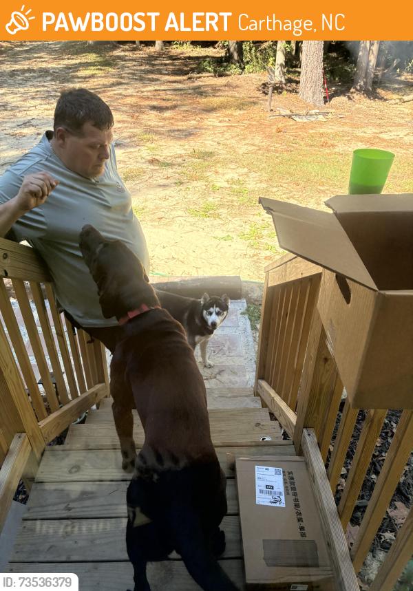Found/Stray Male Dog last seen Lames grove rd Carthage nc, Carthage, NC 28327