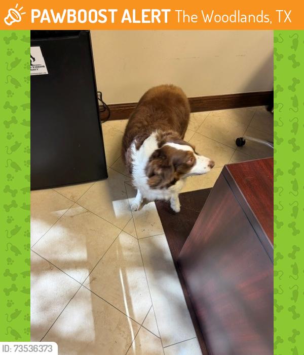 Found/Stray Female Dog last seen Near Prodigy Insurance Group building, The Woodlands, TX 77354