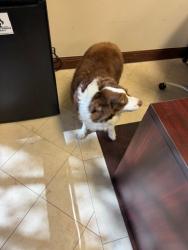 Found/Stray Female Dog last seen Near Prodigy Insurance Group building, The Woodlands, TX 77354