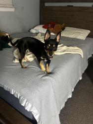 Found/Stray Female Dog last seen Milwood neighborhood, Austin, TX 78727