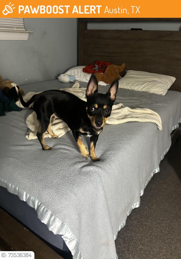 Found/Stray Female Dog last seen Milwood neighborhood, Austin, TX 78727