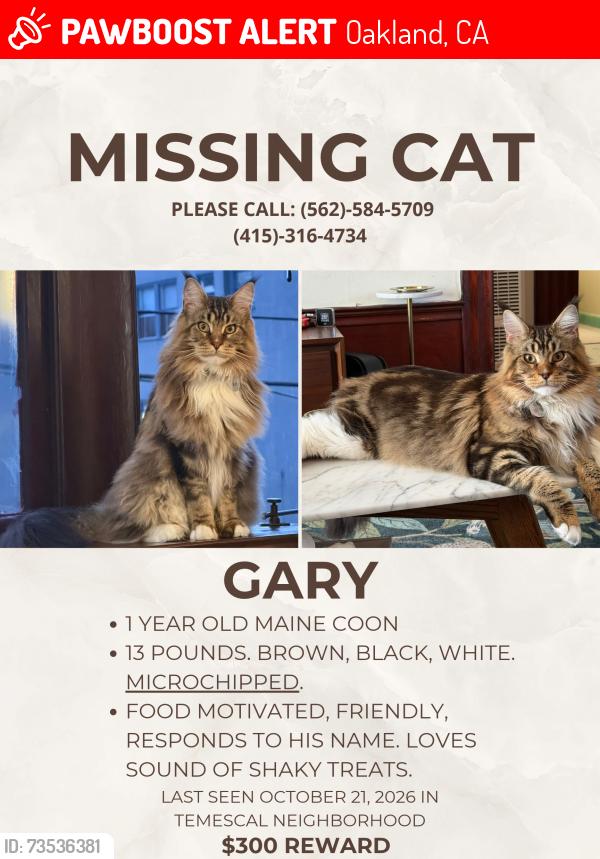 Lost Male Cat last seen Temescal Neighborhood, Telegraph & 41st, Oakland, CA 94609