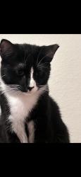 Lost Male Cat last seen Elk grove florin, Elk Grove, CA 95624