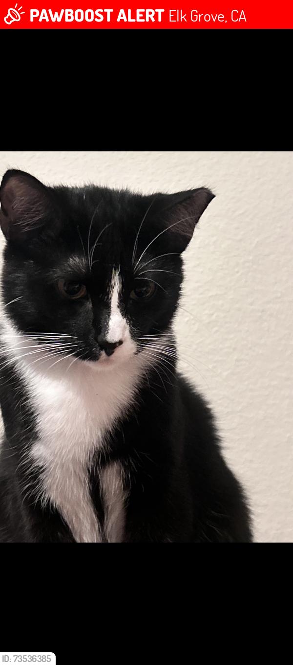 Lost Male Cat last seen Elk grove florin, Elk Grove, CA 95624