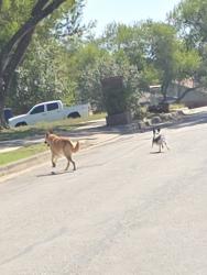 Found/Stray Unknown Dog last seen Meadowland, Universal City, TX 78148