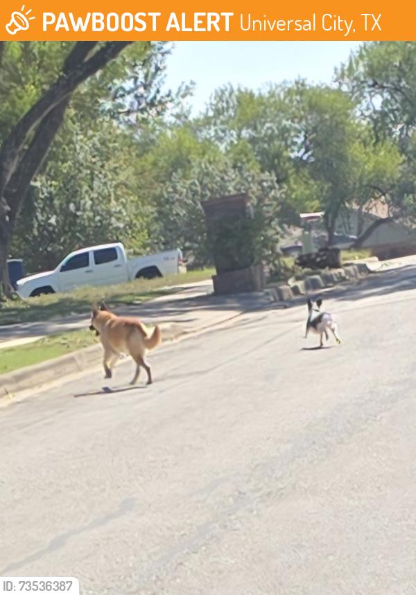 Found/Stray Unknown Dog last seen Meadowland, Universal City, TX 78148