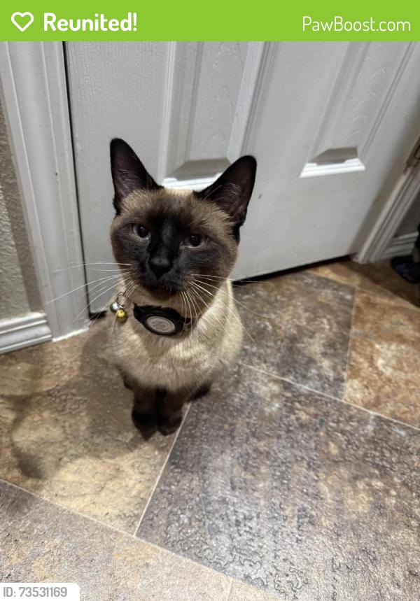Reunited Female Cat last seen Middleton Rd and Roosevelt Ave, Nampa, ID 83686
