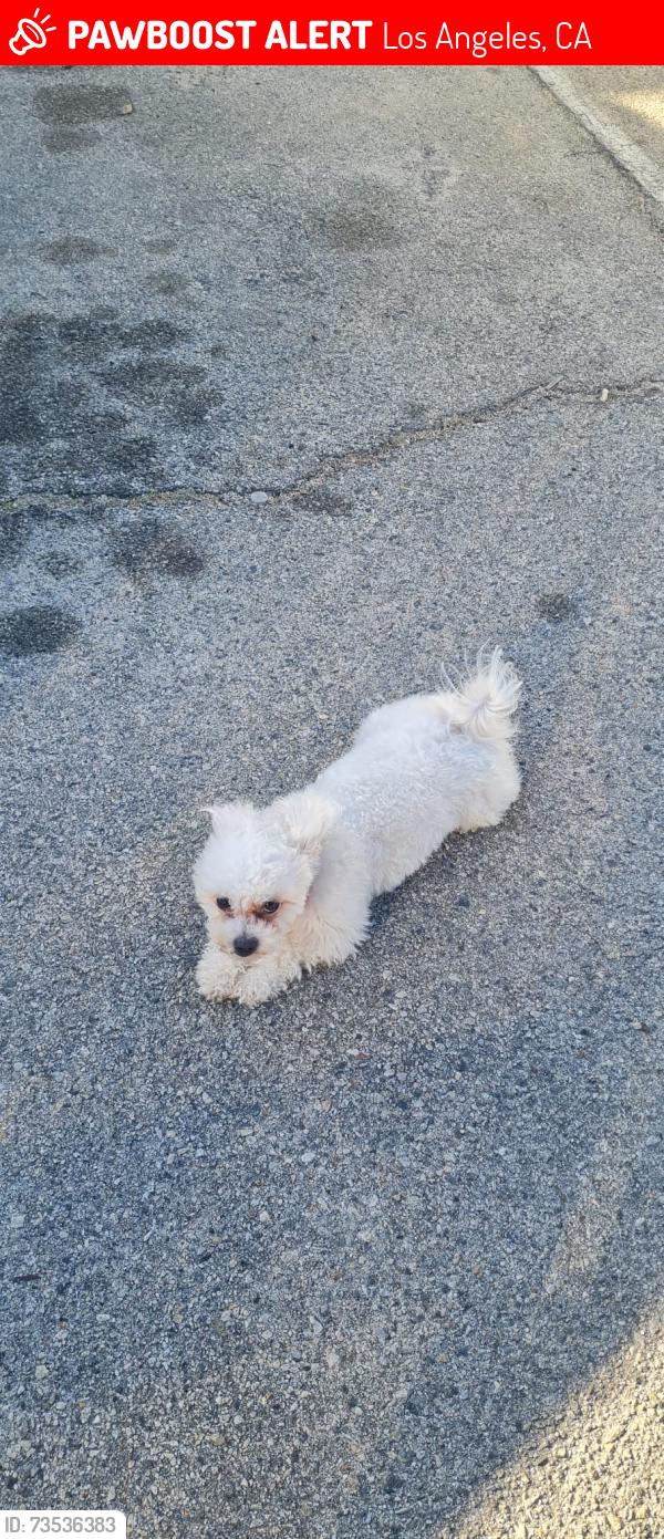 Lost Female Dog last seen Partenia y de soto y brayant str, Los Angeles, CA 91304