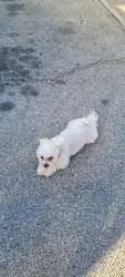 Lost Female Dog last seen Partenia y de soto y brayant str, Los Angeles, CA 91304